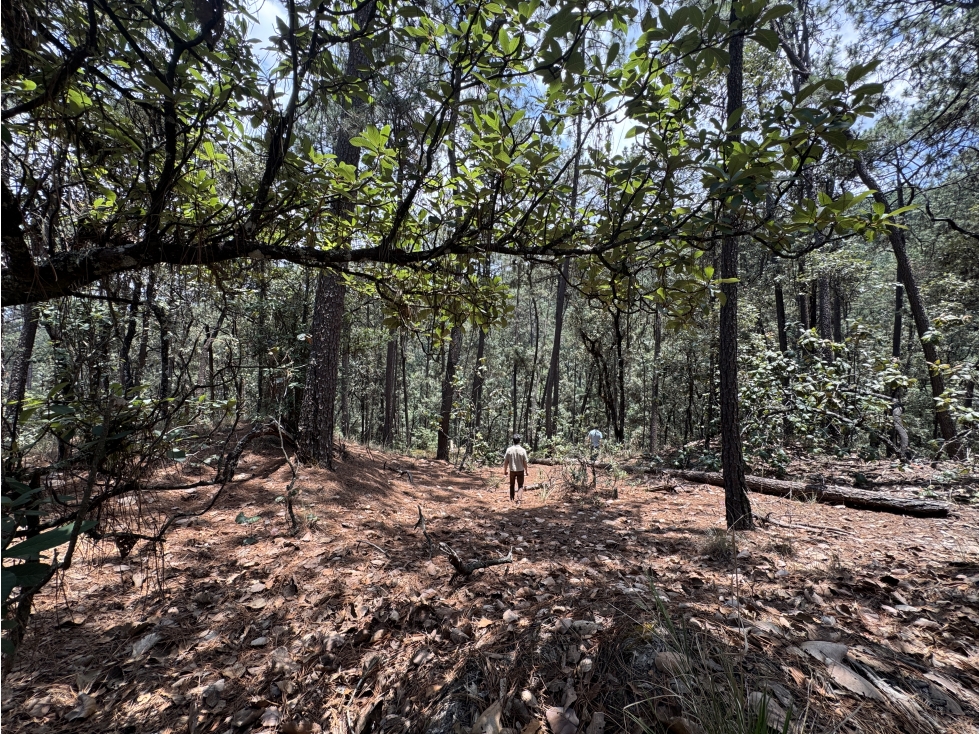 TERRENO EN VENTA | 5,000 M2 | CERRO GORDO | VALLE DE BRAVO — foto 2