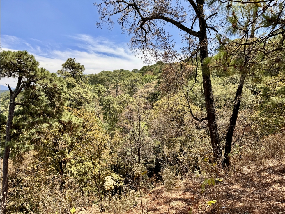 TERRENO EN VENTA Ó APORTACION | 4,811 M2 | AVANDARO-PEDREGAL — foto 4