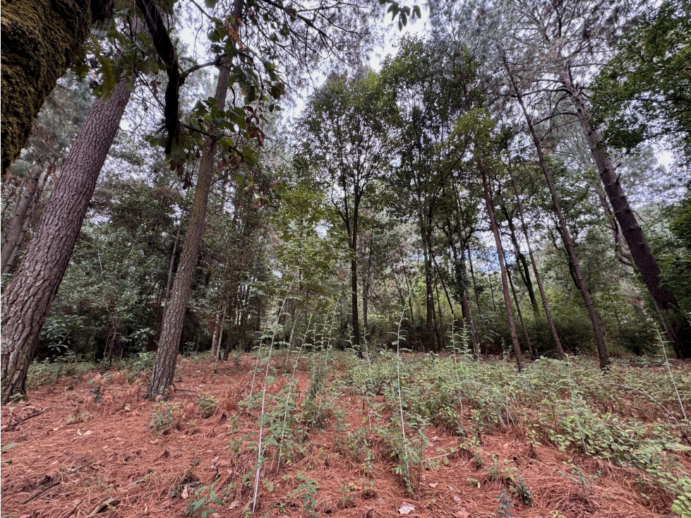 TERRENO EN VENTA | 1,216 m2 | CERRO GORDO |VALLE DE BRAVO
