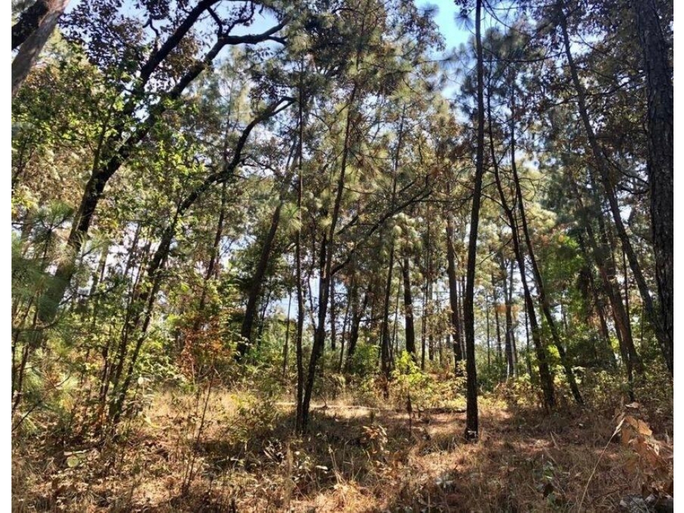 TERRENO EN VENTA | 5,000 M2 | CIRCUITO AVANDARO — foto 4