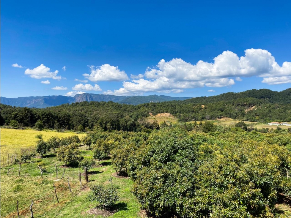 TERRENO EN VENTA CON ÁRBOLES DE AGUACATE — foto 6