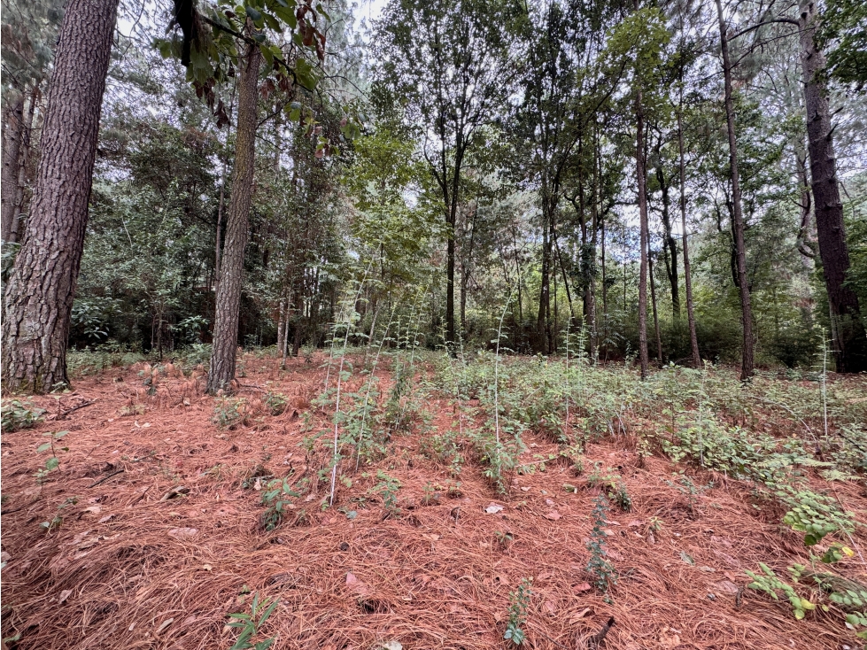 TERRENO EN VENTA | 1,216 m2 | CERCA DE AVANDARO | VALLE DE BRAVO - 6