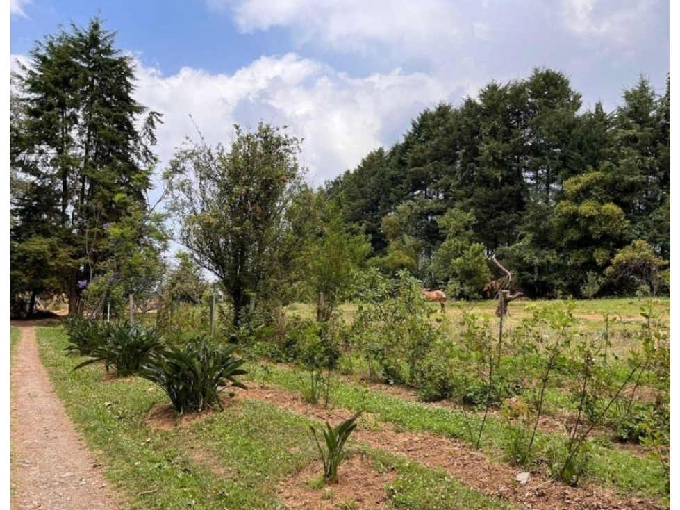 TERRENO EN VENTA | 5,000 M2 | MESA DE JAIMES | VALLE DE BRAVO — foto 6