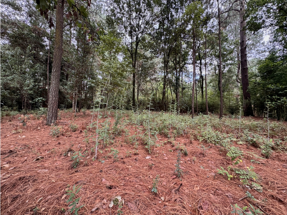 TERRENO EN VENTA | 1,216 m2 | CERCA DE AVANDARO | VALLE DE BRAVO - 3