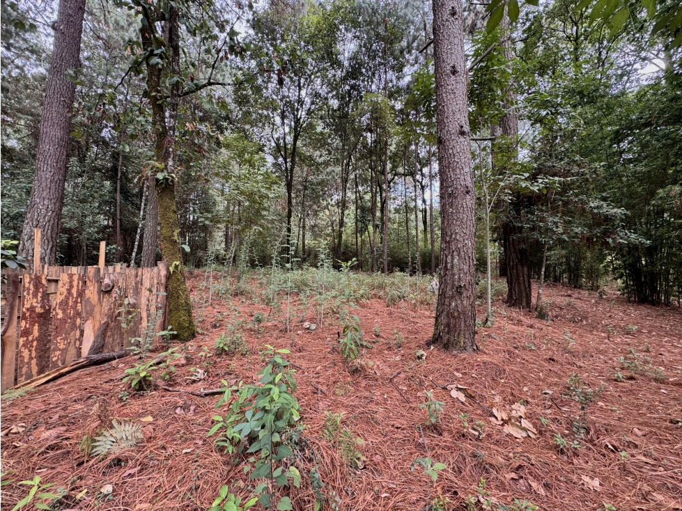 TERRENO EN VENTA | 1,216 m2 | CERCA DE AVANDARO | VALLE DE BRAVO - 4