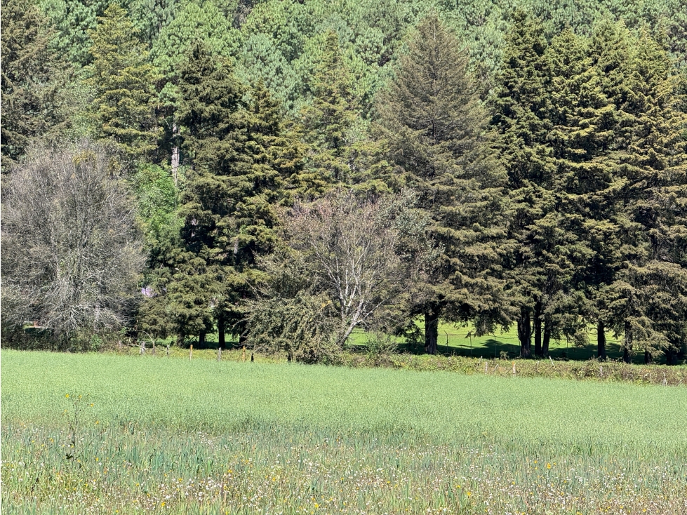 TERRENO EN VENTA EN VALLE DE BRAVO | CERRO GORDO | RANCHO | AVÁNDARO — foto 6