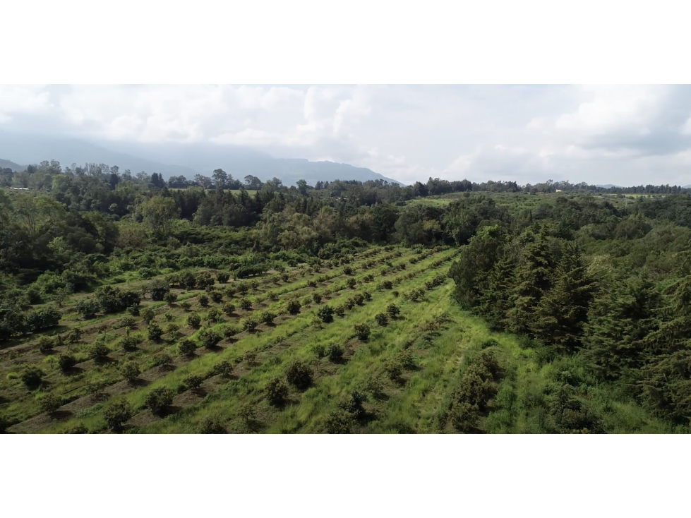 TERRENO EN VENTA CON ÁRBOLES DE AGUACATE