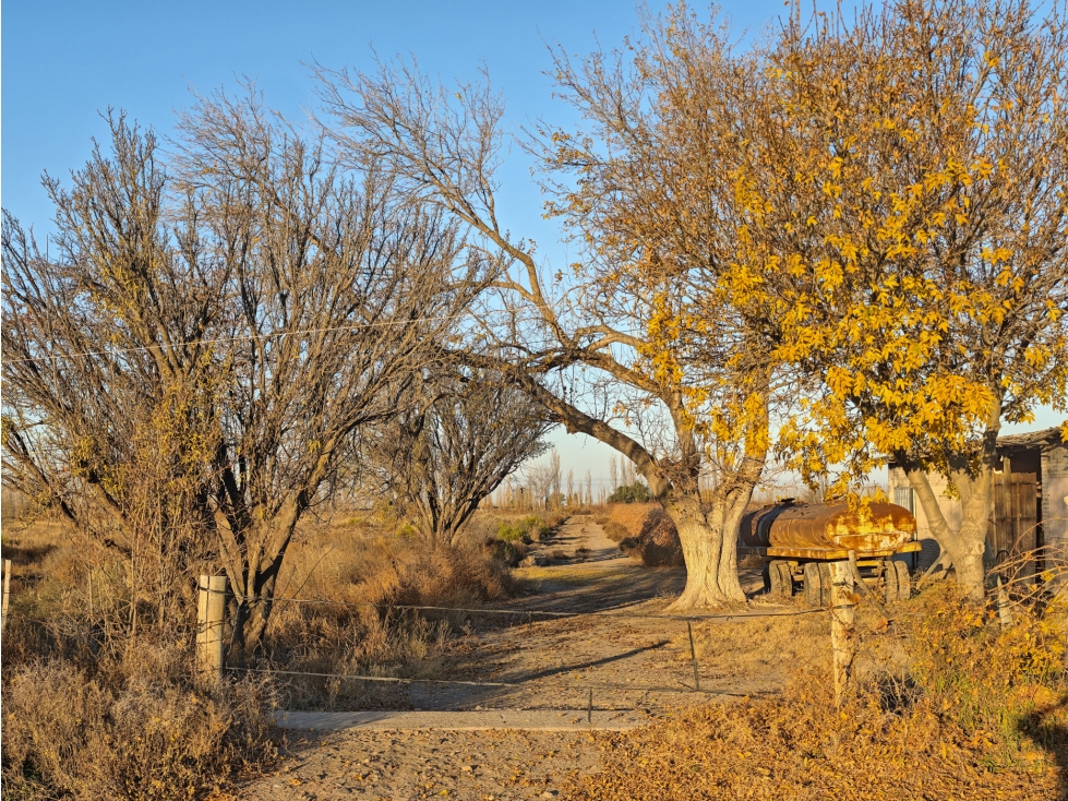 Venta Finca en producción en Gargantini, Rivadavia, Mendoza - 5