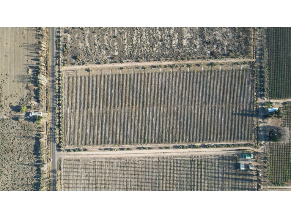 Finca vitivinícola en venta La Libertad, Rivadavia, Mendoza - 6