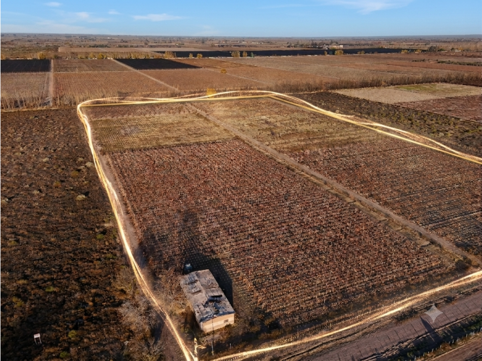 Venta Finca en producción en Gargantini, Rivadavia, Mendoza - 2