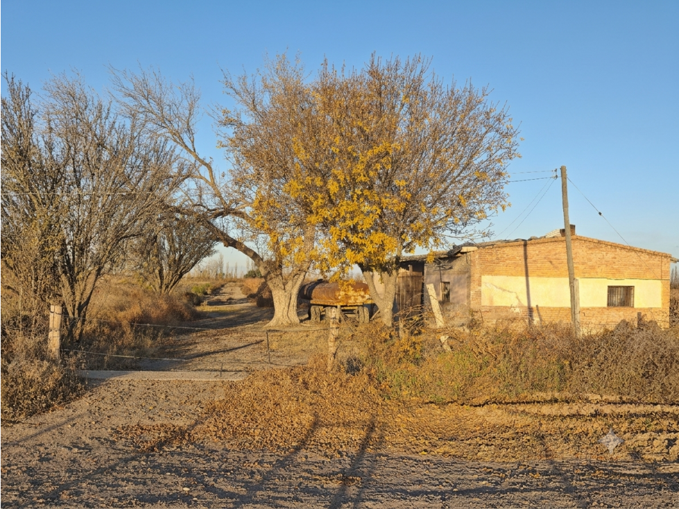 Venta Finca en producción en Gargantini, Rivadavia, Mendoza - 3