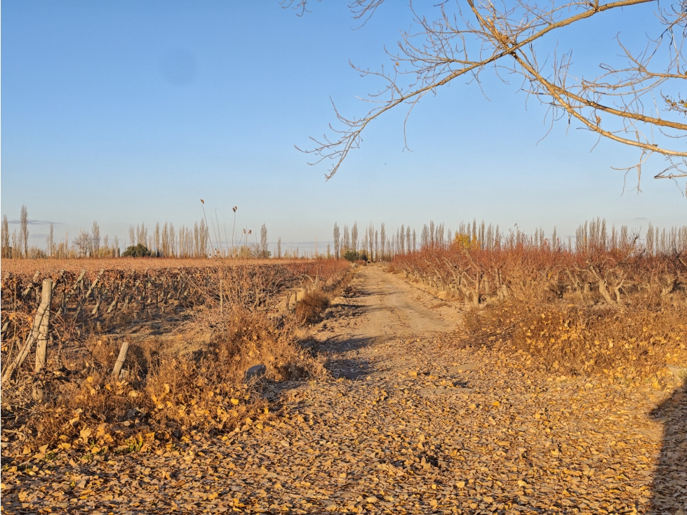 Venta Finca en producción en Gargantini, Rivadavia, Mendoza - 4