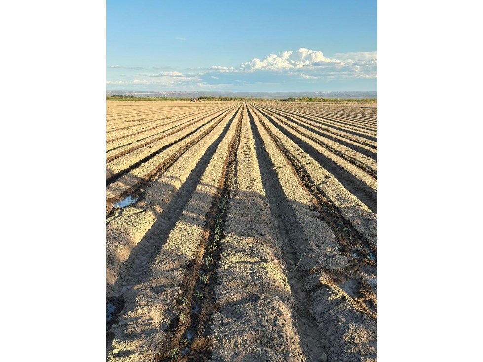 Finca en Alquiler 1.130 Hectáreas, Los Leones, el Carrizal, Mendoza - 1