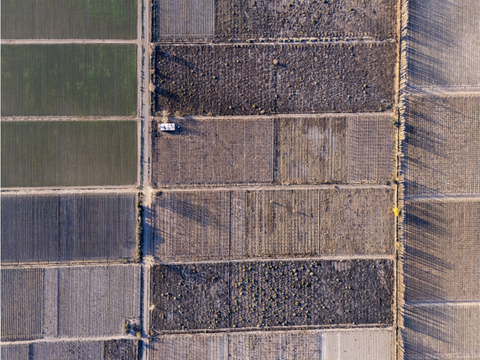 Venta Finca en producción en Gargantini, Rivadavia, Mendoza - 6