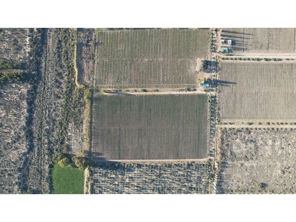Finca vitivinícola en venta La Libertad, Rivadavia, Mendoza - 5