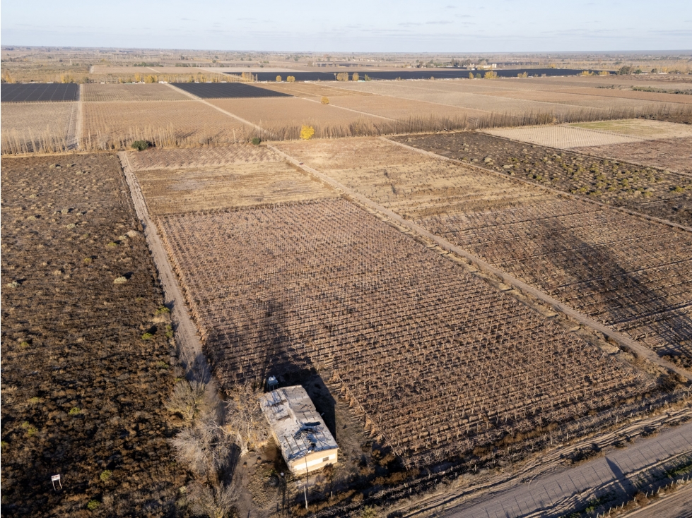 Venta Finca en producción en Gargantini, Rivadavia, Mendoza - 1