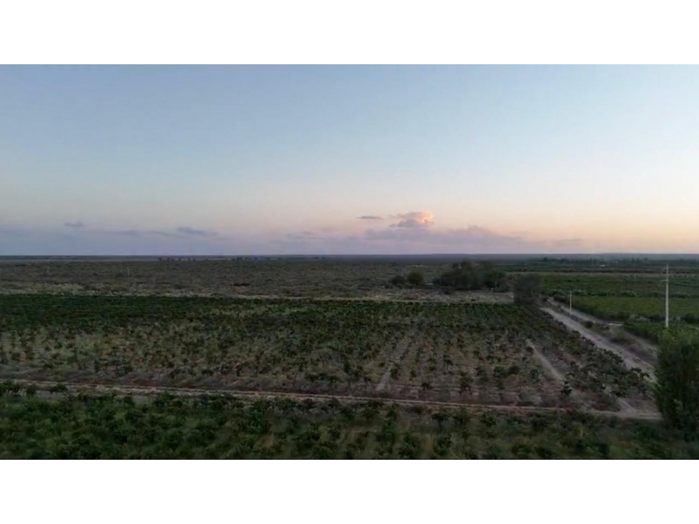 Finca en Venta 231 Hectáreas, Rivadavia, Mendoza. - 1