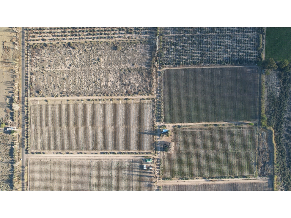 Finca vitivinícola en venta La Libertad, Rivadavia, Mendoza - 4