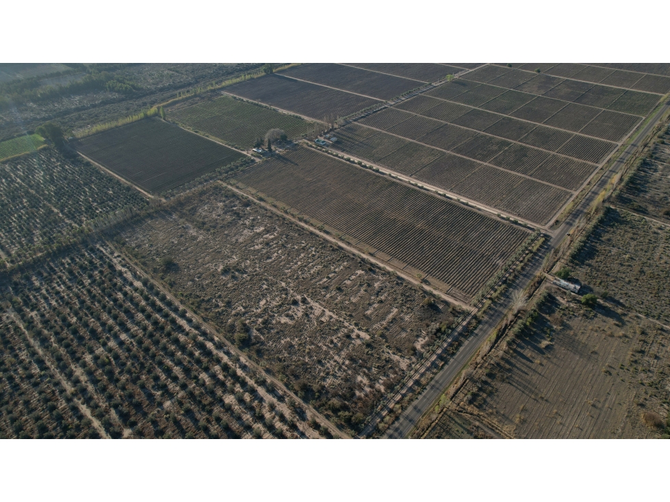 Finca vitivinícola en venta La Libertad, Rivadavia, Mendoza - 1