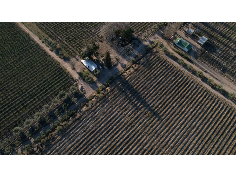 Finca vitivinícola en venta La Libertad, Rivadavia, Mendoza - 2