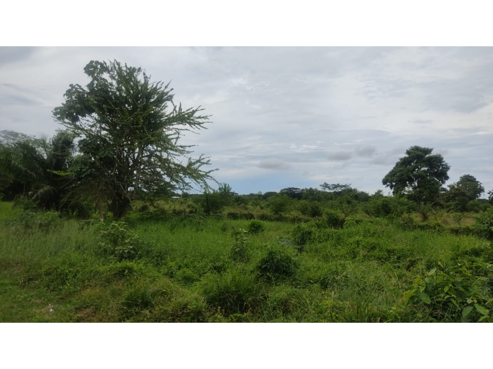 TERRENO DE 8 HECTAREAS EN VENTA KM 15 VIA SAN CARLOS, CORDOBA. — foto 6