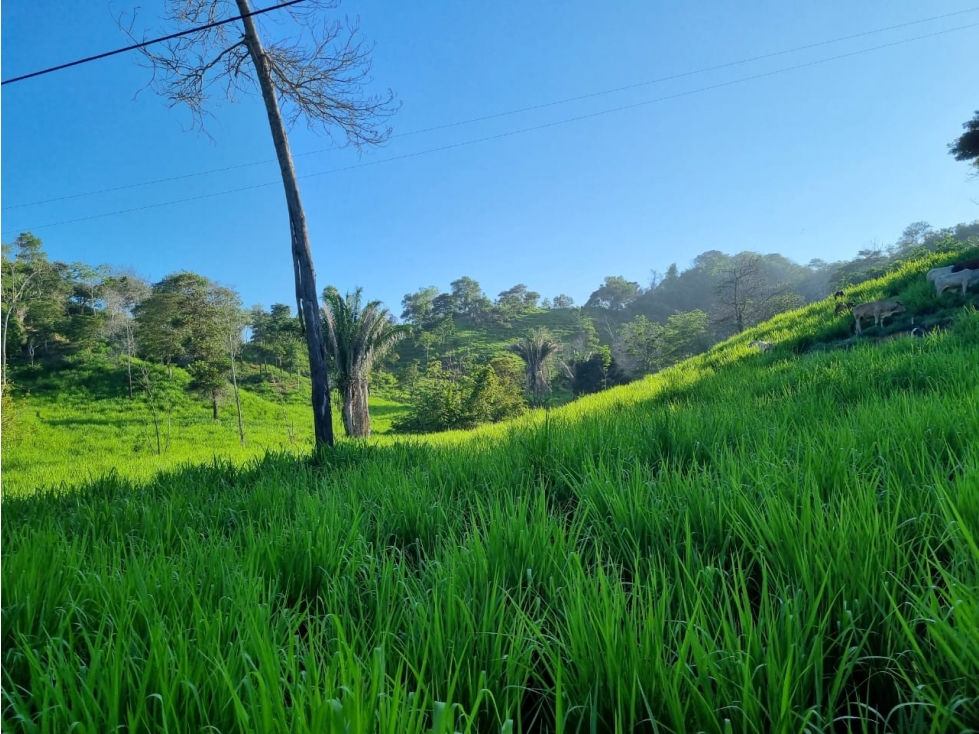 FINCA EN VENTA CIENAGA DE ORO - 3