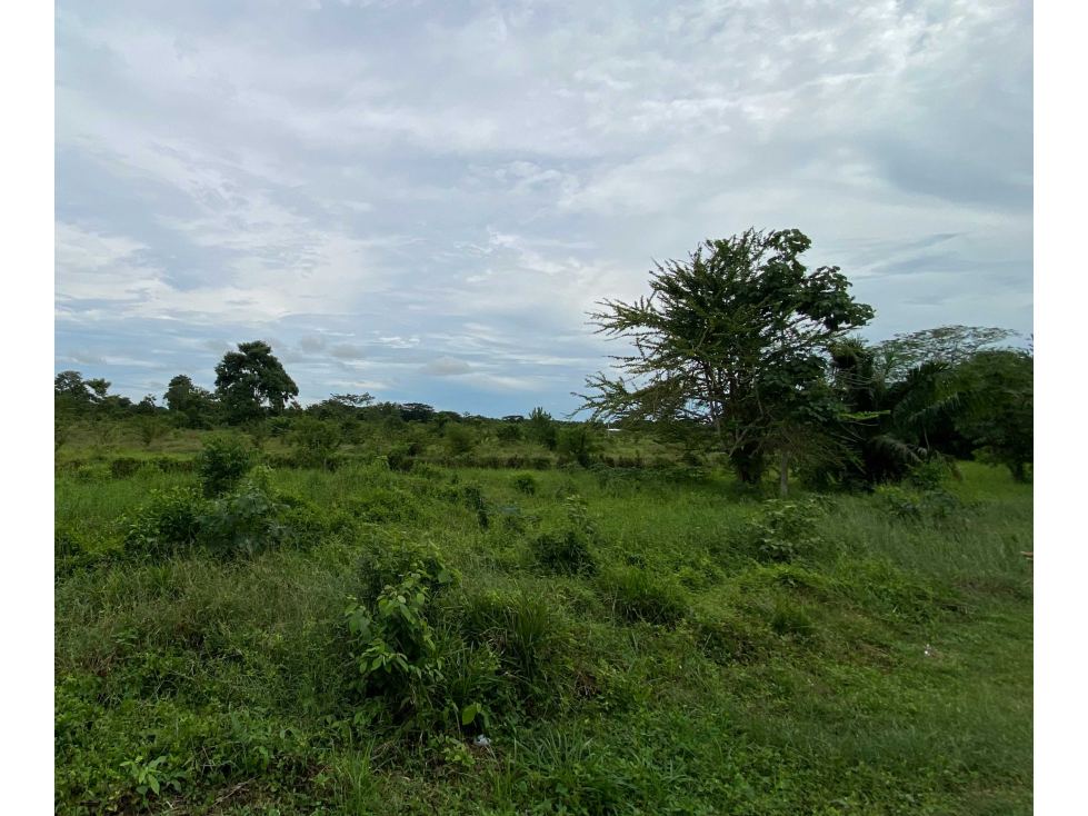 TERRENO DE 8 HECTAREAS EN VENTA KM 15 VIA SAN CARLOS, CORDOBA. — foto 4