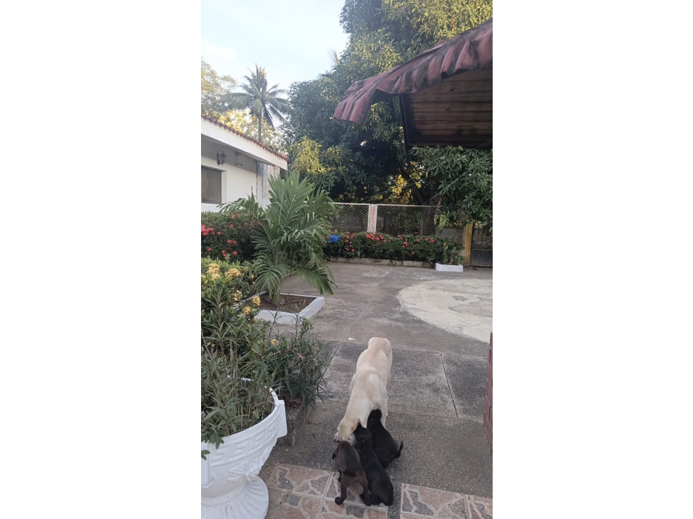 CASA FINCA VENTA SECTOR CALIFORNIA MONTERIA CERETE - 5