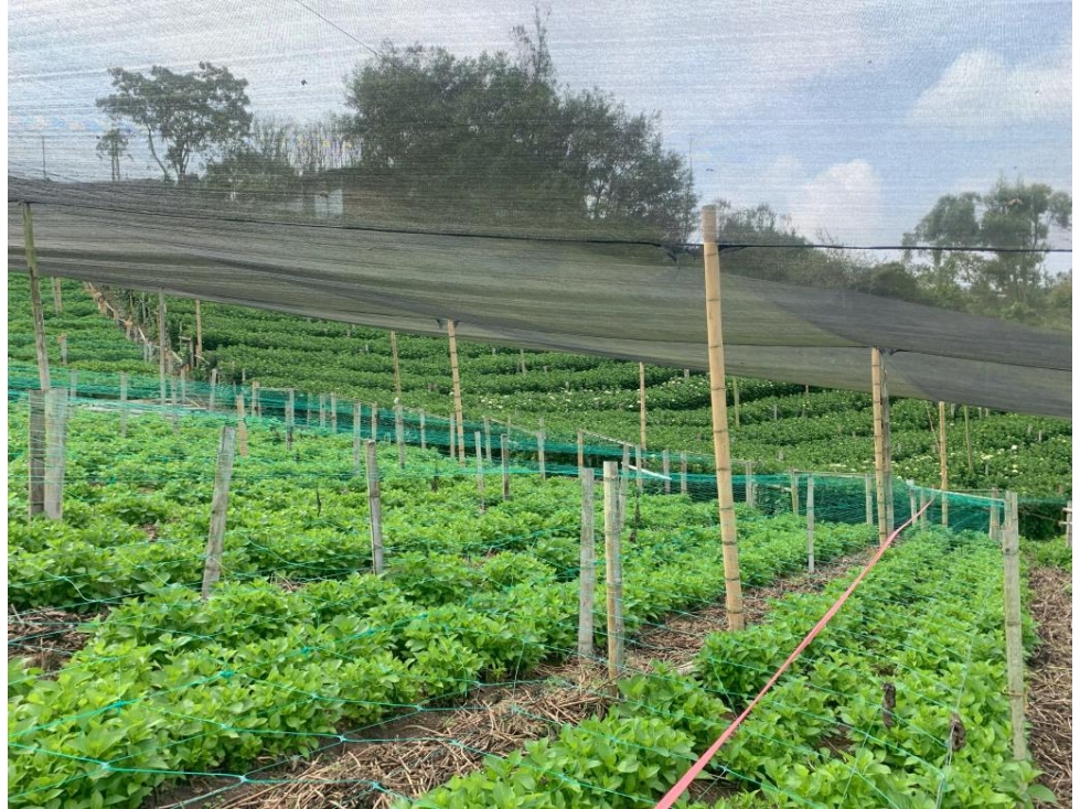 Vendo Lote-Finca en Vereda Mampuesto, Rionegro — foto 5