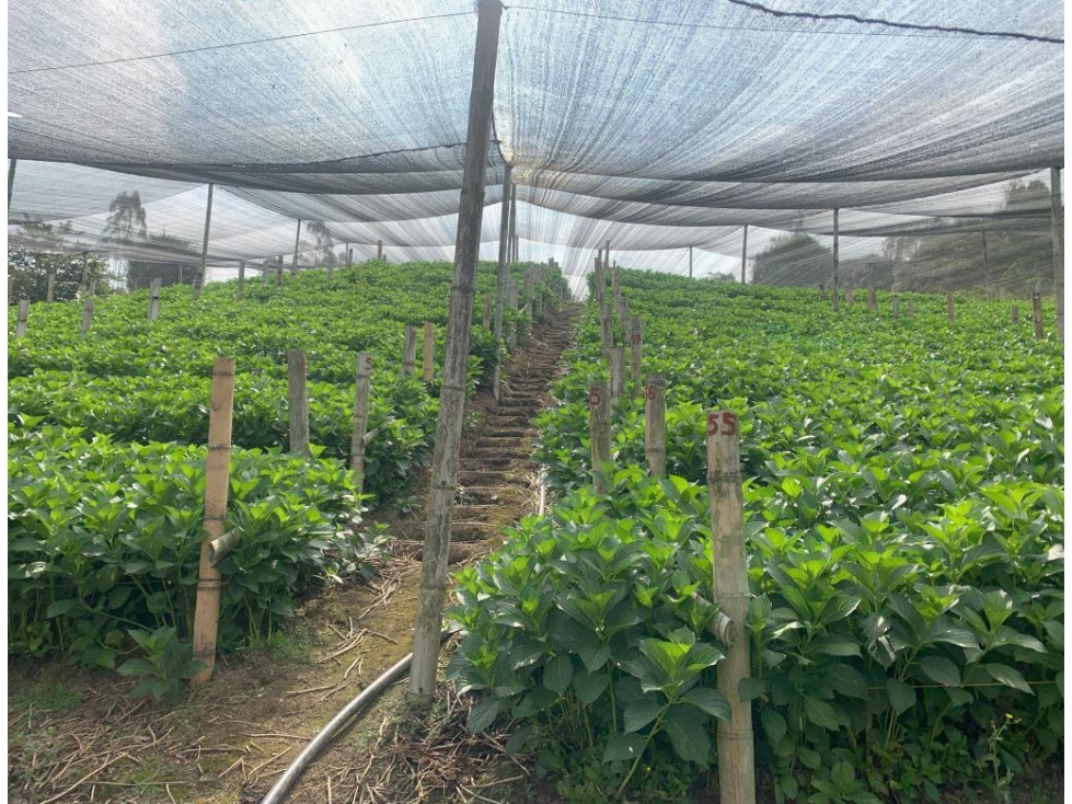 Vendo Lote-Finca en Vereda Mampuesto, Rionegro — foto 6