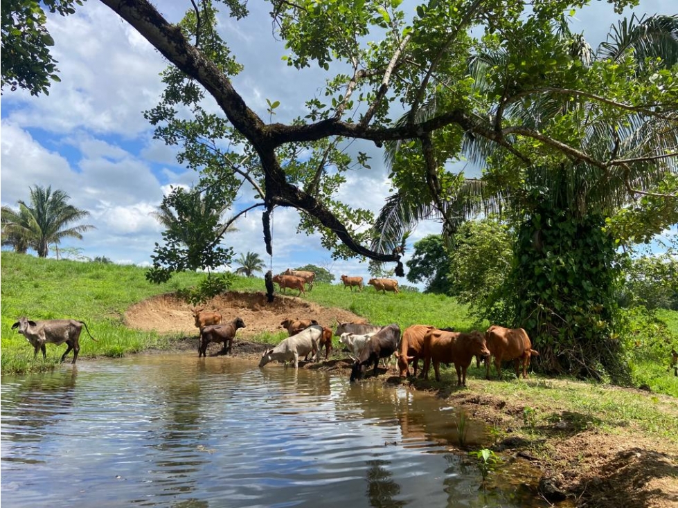 Oportunidad Agroindustrial: Finca Ganadera Operativa Leche Grado A - 3
