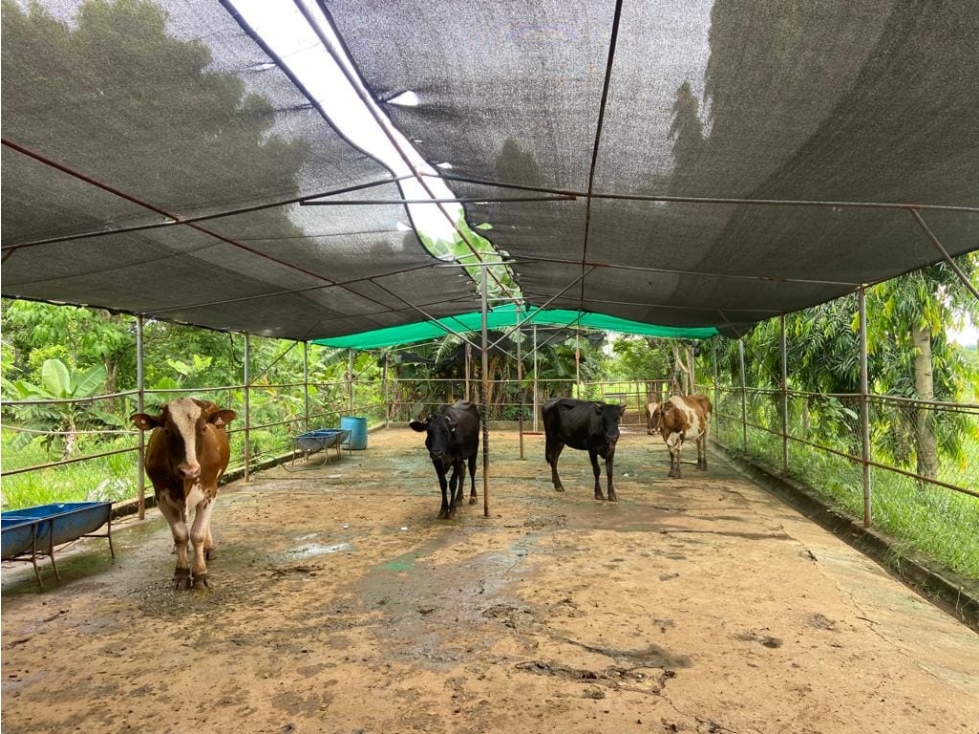 Oportunidad Agroindustrial: Finca Ganadera Operativa Leche Grado A - 6