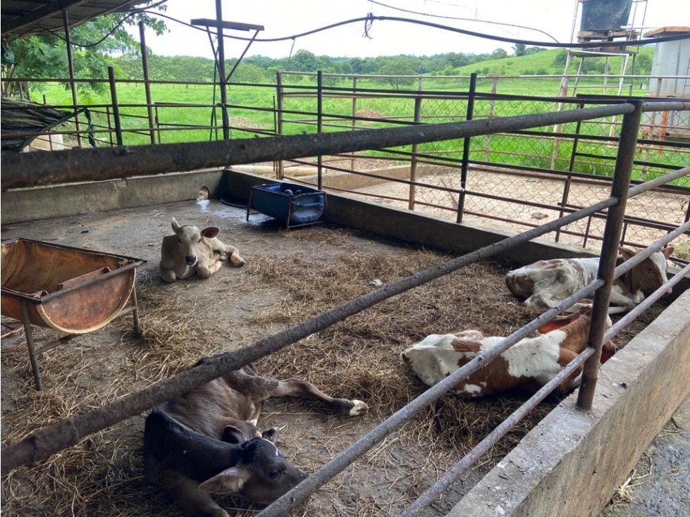 Oportunidad Agroindustrial: Finca Ganadera Operativa Leche Grado A - 5