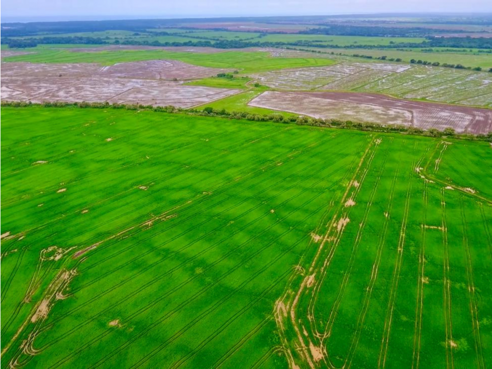 Se Vende Finca Arrocera Operativa en Antón - 6