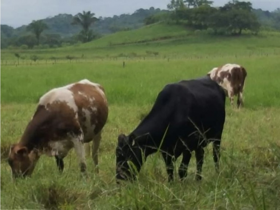 Oportunidad Agroindustrial: Finca Ganadera Operativa Leche Grado A - 2