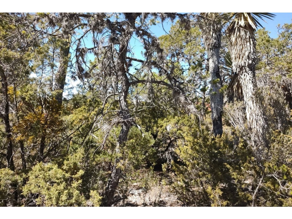 Terreno Campestre en VENTA en San Antonio de las Alazanas RTV562677 - 2