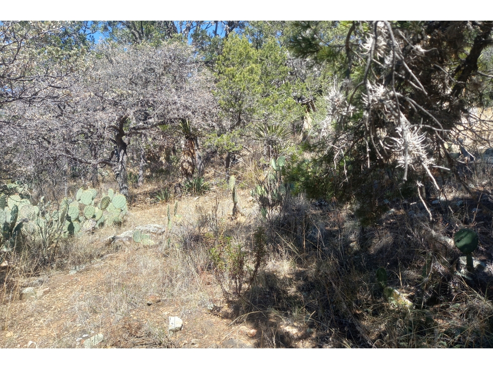 Terreno Campestre en Venta en Ejido el Tunal RTV674871 — foto 2