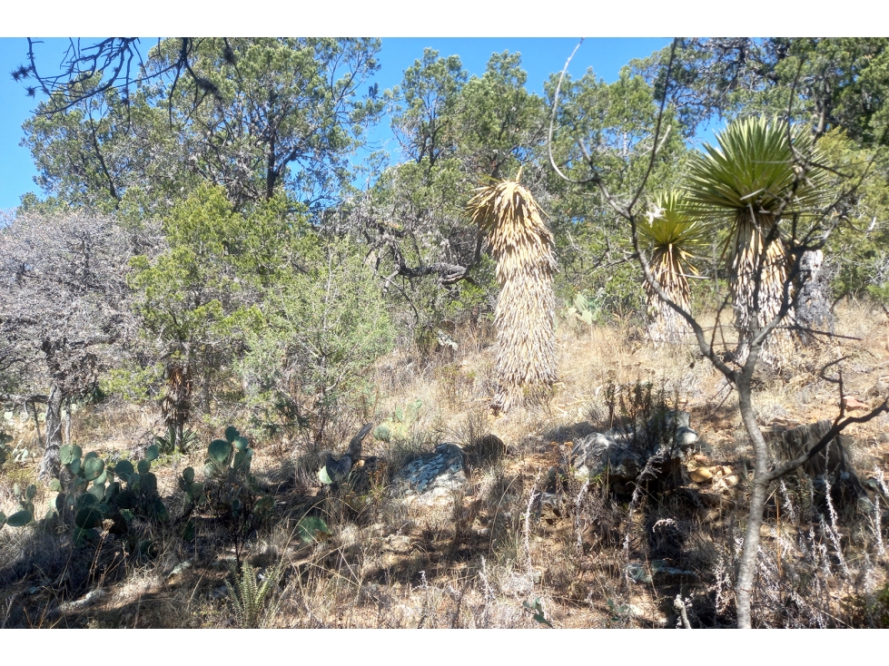 Terreno Campestre en Venta en Ejido el Tunal RTV674871 — foto 3