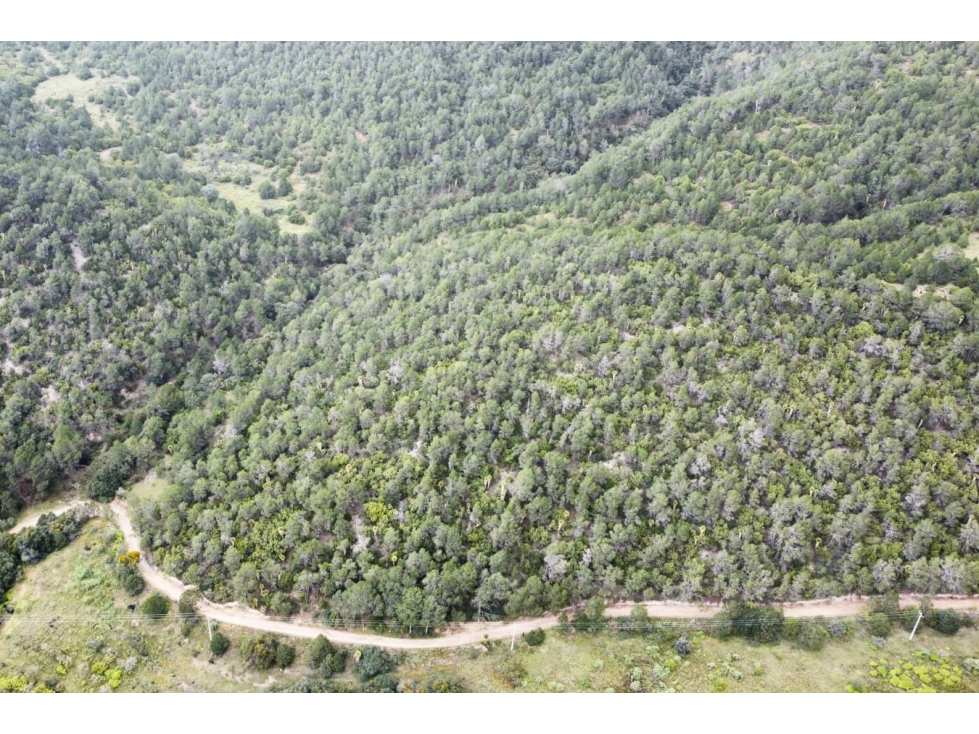 Terreno de 64.67 hectáreas en San Antonio de las Alazanas RTV692241 - 3