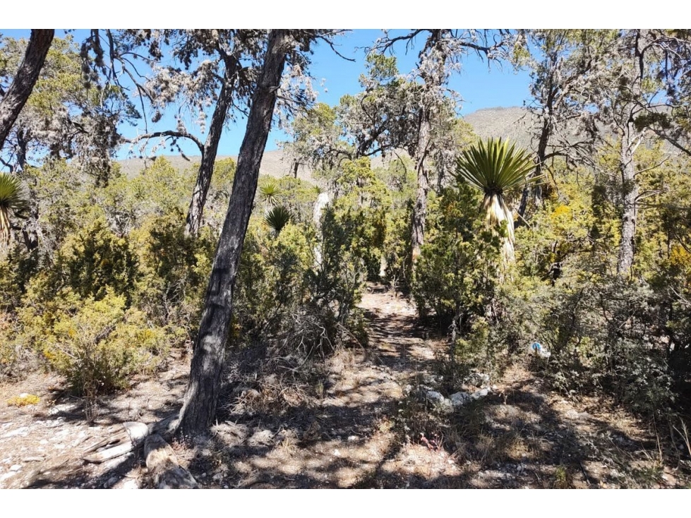 Terreno Campestre en VENTA en San Antonio de las Alazanas RTV562677 - 4