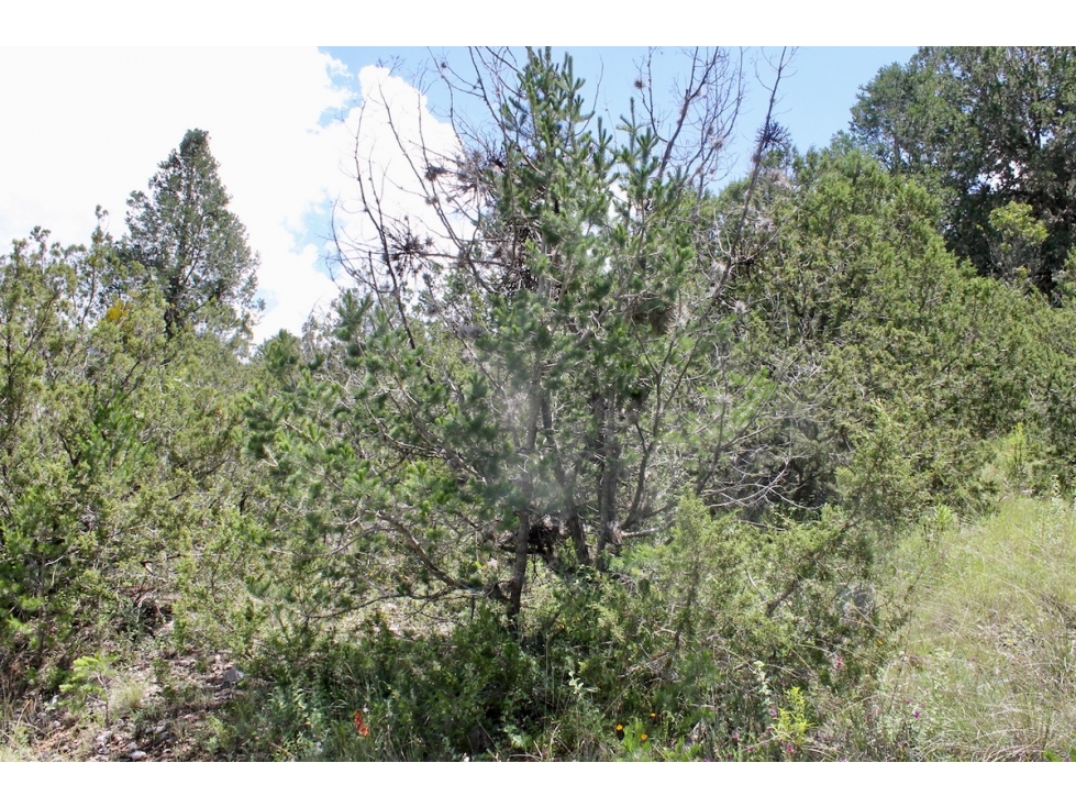 Terreno VENTA en Campestre Los Andes RTV653179 — foto 6