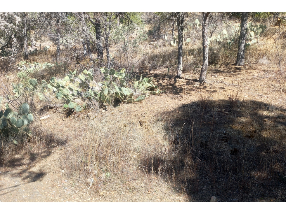 Terreno Campestre en Venta en Ejido el Tunal RTV674871 — foto 6