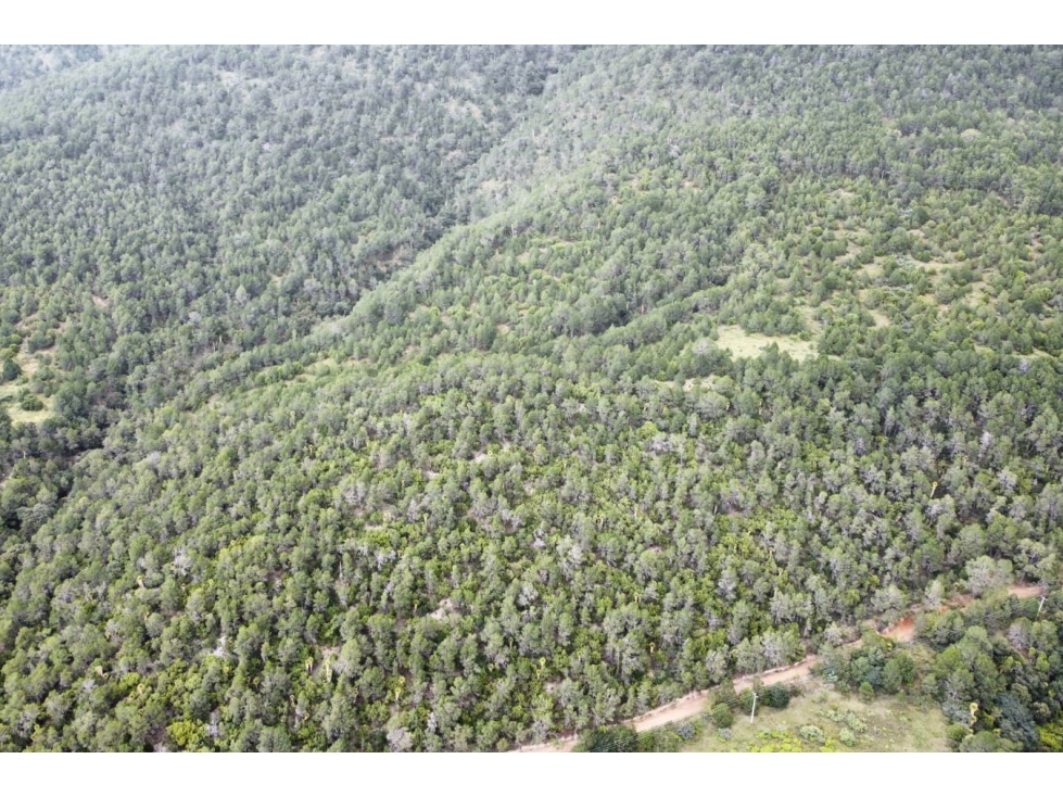 Terreno de 64.67 hectáreas en San Antonio de las Alazanas RTV692241 - 6