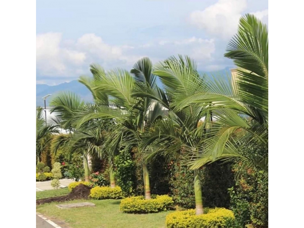 Venta Proyecto lote Cerritos Pereira - 1