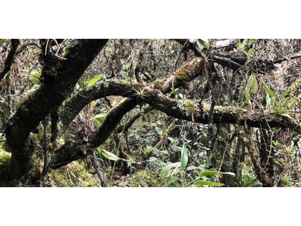 Venta LOTE Guasca - 5