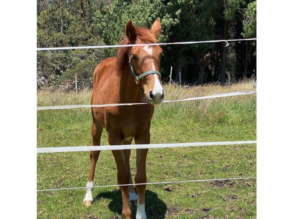 Venta Lote Chia-yerbabuena - 5