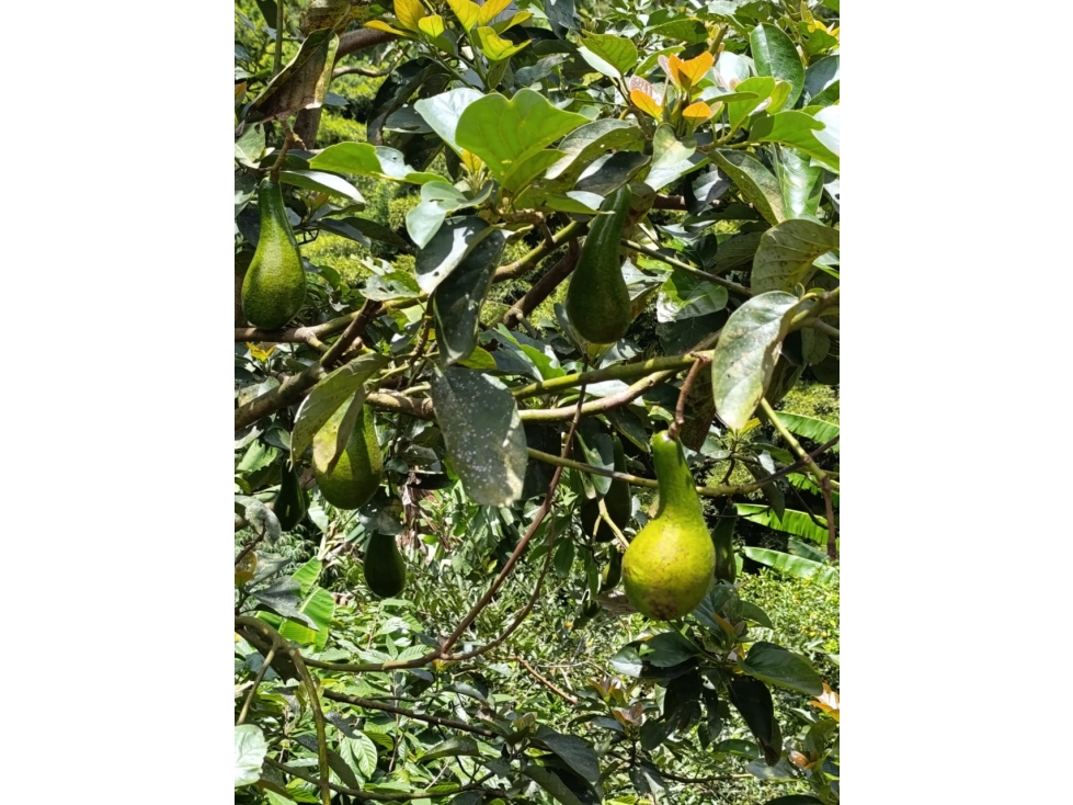 Se vende Finca en vereda Totumo Girardota Antiquia — foto 6