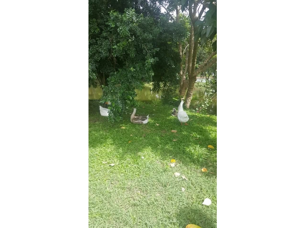 CASA CAMPESTRE EN VENTA, CAUCA VIEJO - 5