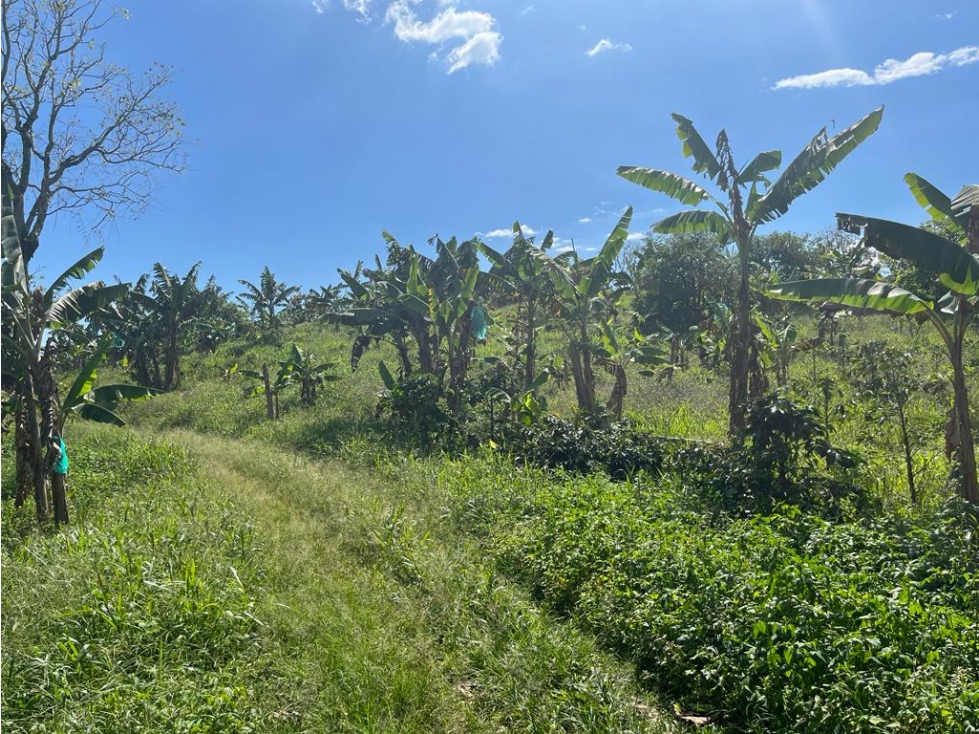 VENDO FINCA EN QUIMBAYA - 2