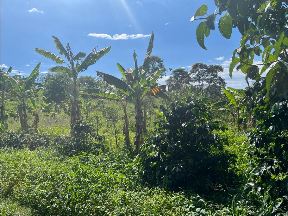 VENDO FINCA EN QUIMBAYA - 3